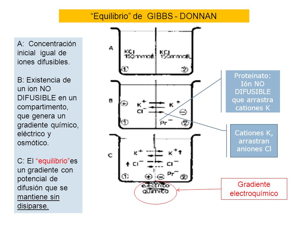 Equilibrio gibbs donnan pdf to word